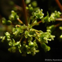 Smilax perfoliata Lour.